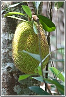 Jackfruit