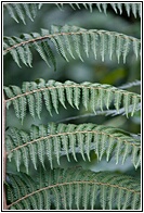 Ferns