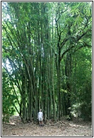 Giant Bamboo