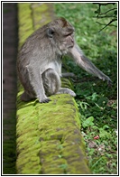 Macaque