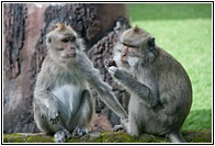 Macaques