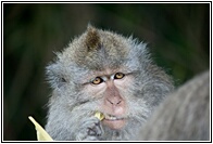 Crab-eating Macaque