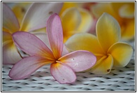 Fragant Frangipani