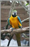 Blue-and-Gold Macaw