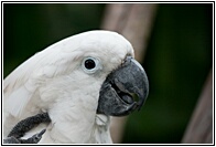 White Cockatoo