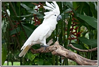 White Cockatoo