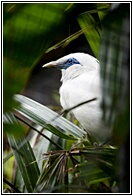 Bali Starling