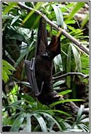 Fruit Bat