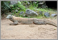 Komodo Dragon