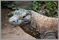 Komodo Dragon