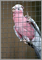 Cockatoo