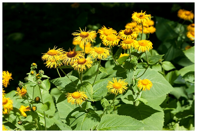 Yellow Flowers