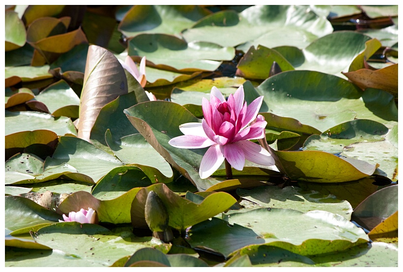 Lotus Flower