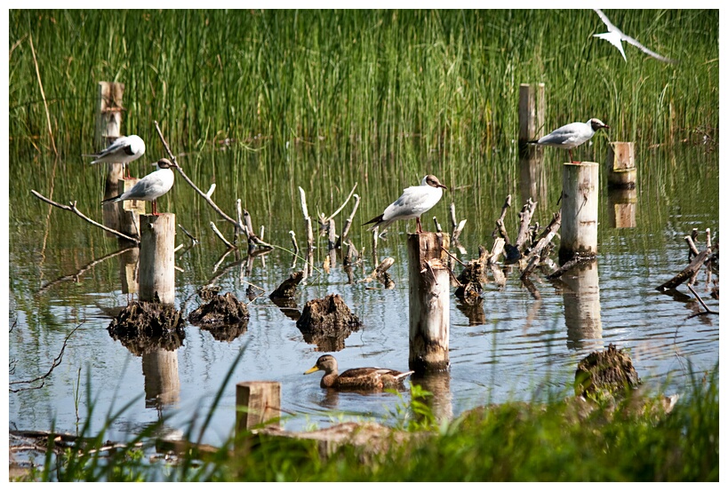 Latvian Birds