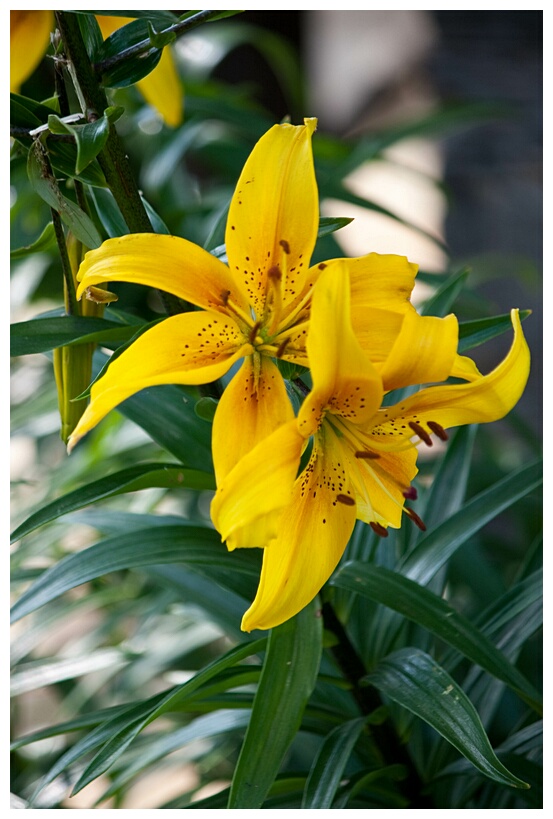 Yellow Lily