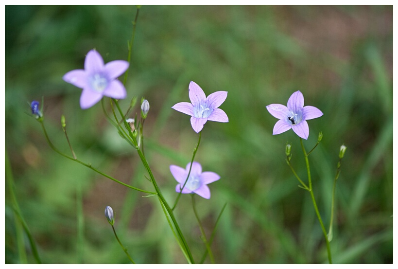 Little Flowers