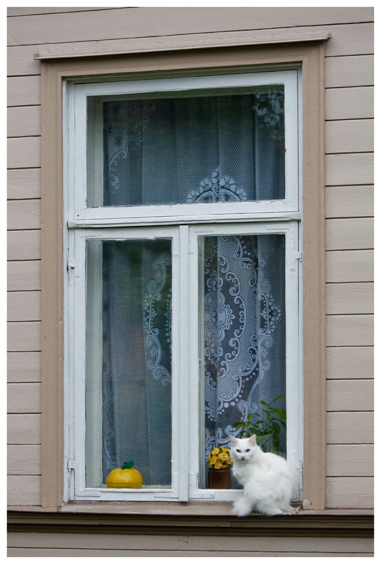 Cat in the Window