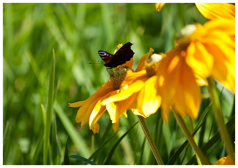 Latvian Butterfly