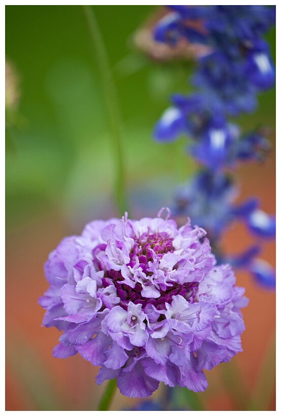 Flowers at Rundale Garden