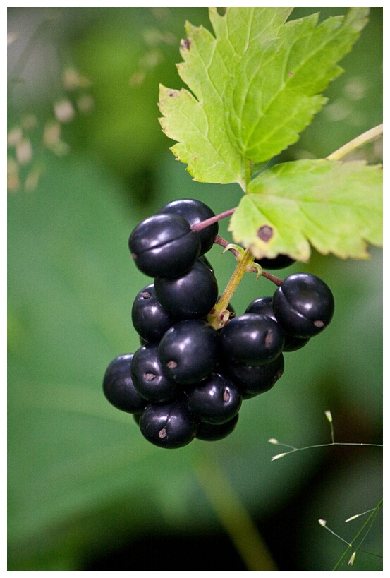 Wild Berries