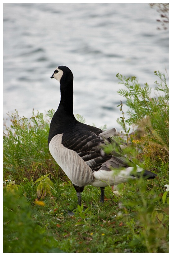 Barnacle Geese