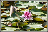 Lotus Flower