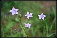 Little Flowers