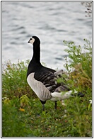 Barnacle Geese