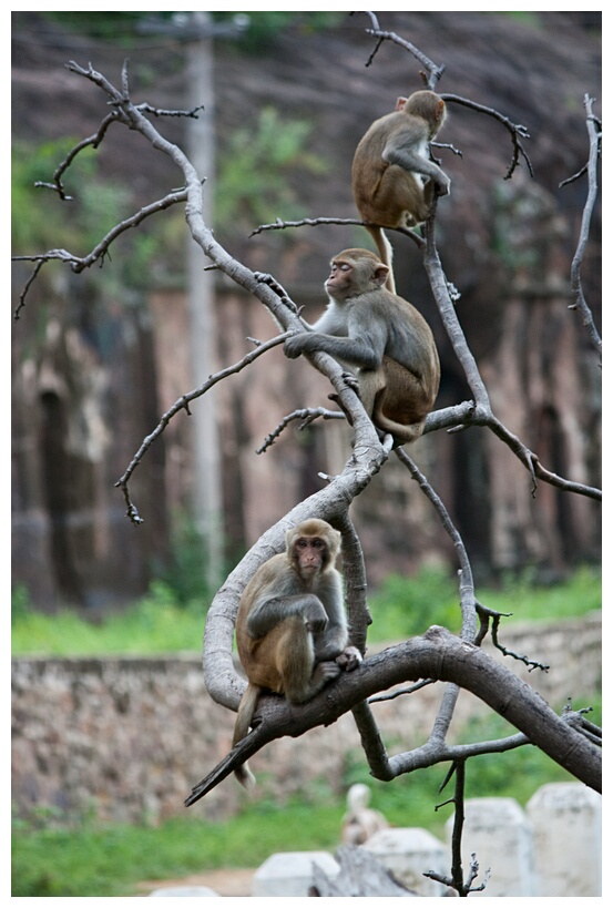 Guardian Monkeys