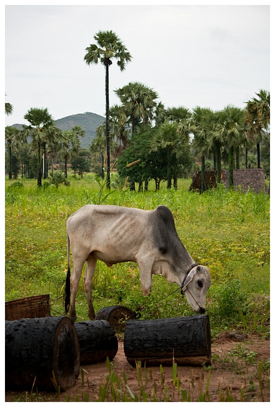 Burmese Farm