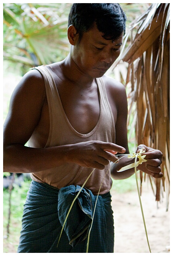 Plaiting Palm