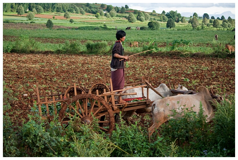 Oxen Cart