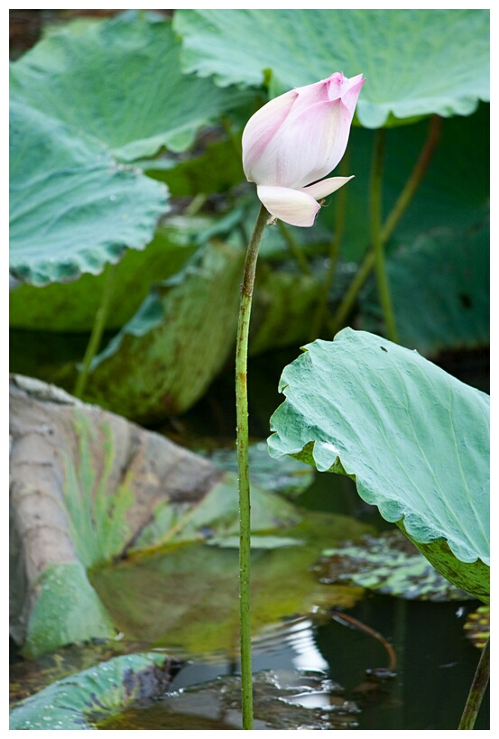 Lotus Flower