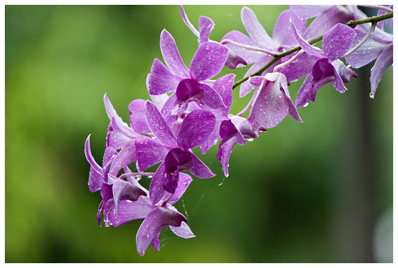 Inle Lake Flowers