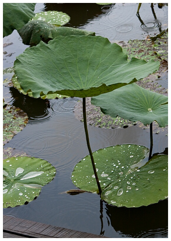 Lotus Leaves