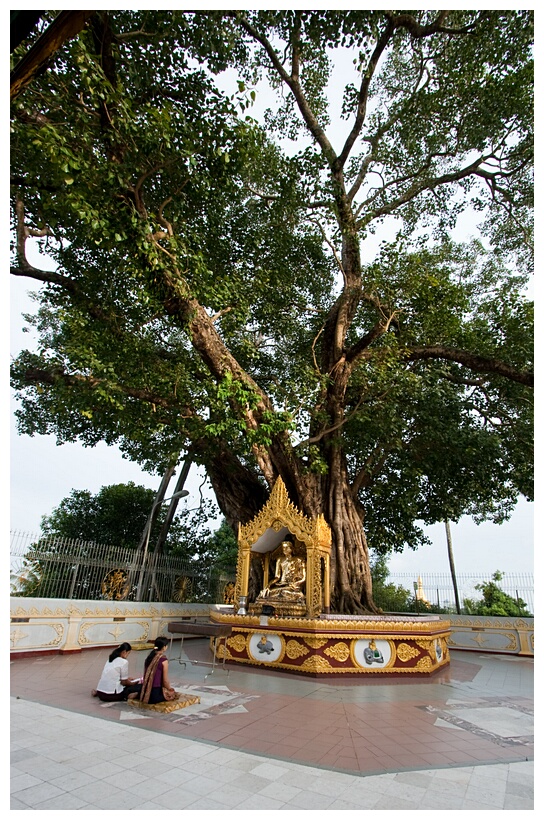 Bodhi Tree