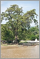 Big Tree