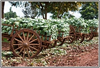 Rustic Carts