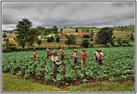 Cabbage Field