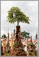 Tree on the Pagoda