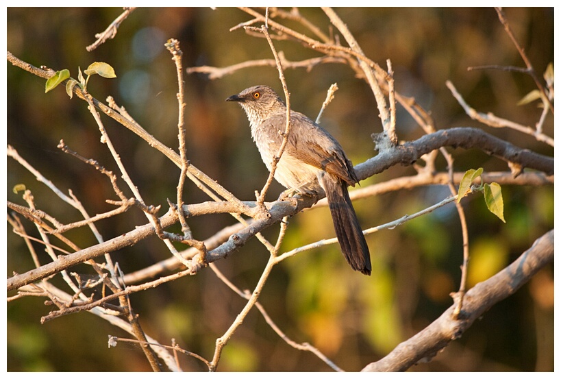 Arrow-marked Babbler