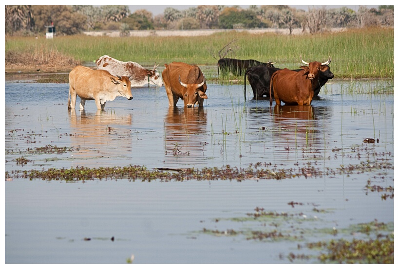 Cows Drinking