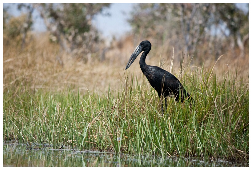 African Openbill