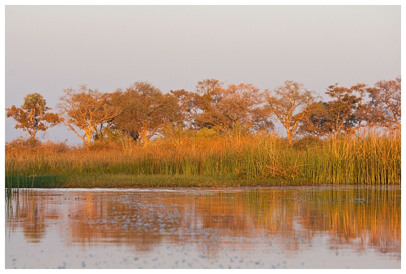 Okavango Sunrise