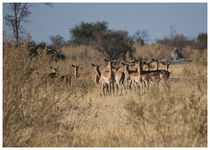 Female Impalas