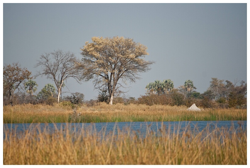 Okavango Delta