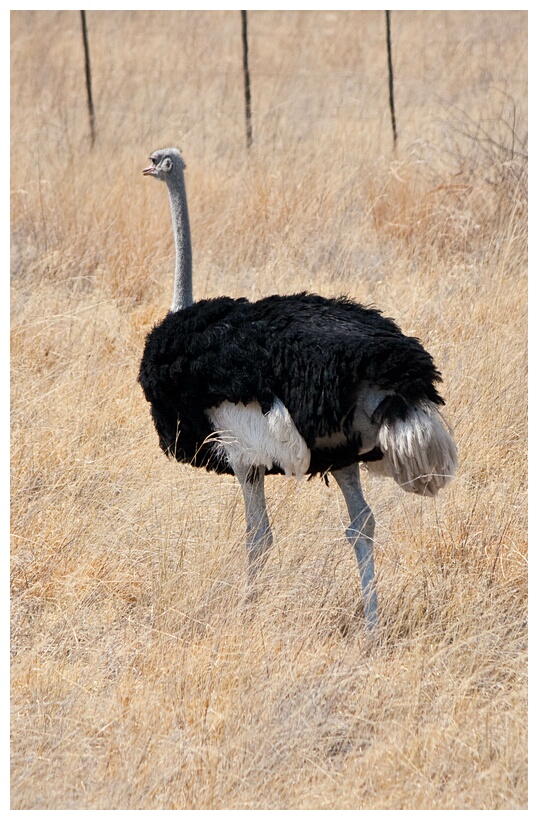 Male Ostrich