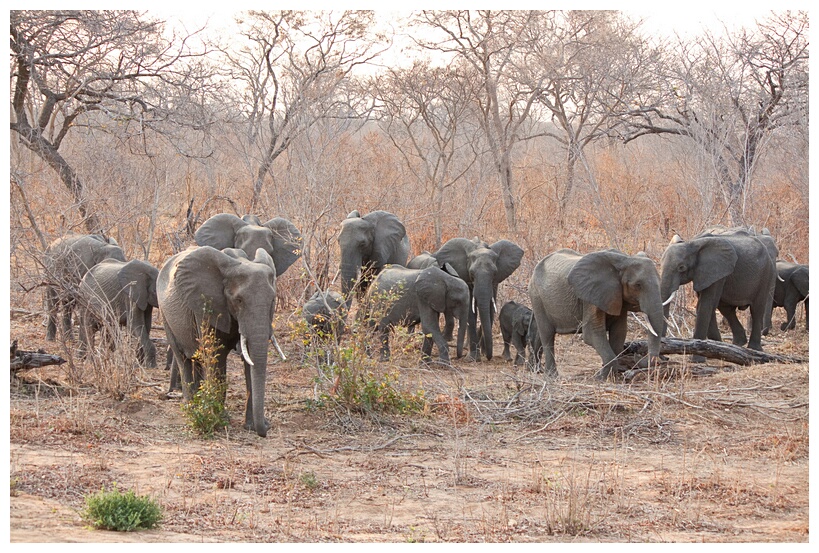 Elephant Herd