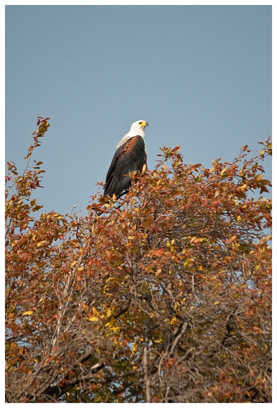 African Fish Eagle