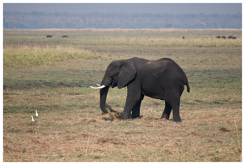 Chobe Elephant